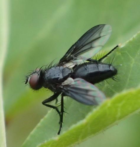 Réf. 194 318 : Nyctia halterata